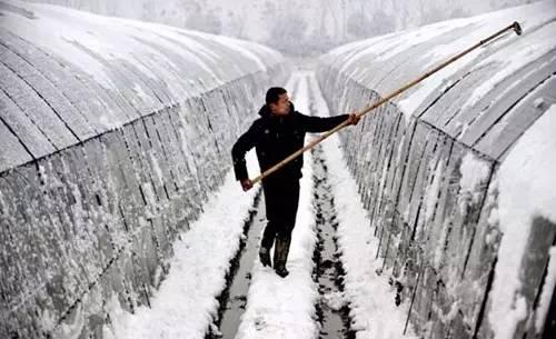 下雪天温室大棚的清扫很重要 以免给蔬菜安全生产造成