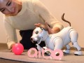 索尼公司Aibo：一款能够进行自主进化的机器狗