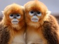 濒危珍稀保护动物金丝猴的生活习性及分布地区