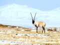 藏羚羊的形态特征及栖息环境