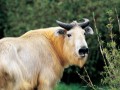 中国国家一级保护动物——羚牛