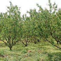 供应杏树、山西杏树、3-20公分杏树产地批发市场